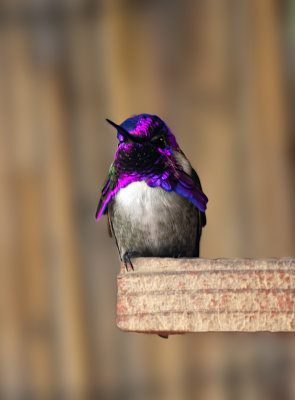 Ana's Hummingbird (male)