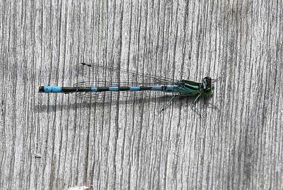 Northern-Damselfly