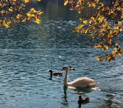Swans and ducks Lake Bled