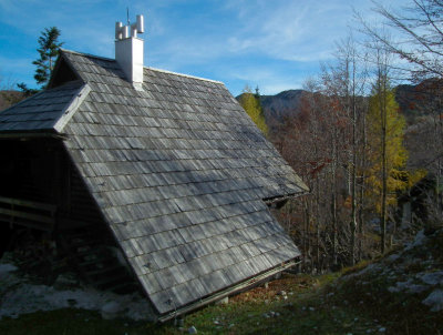 Snow Roof and larch Vogel