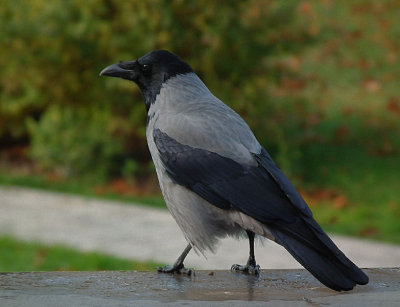 Common Hooded crow 