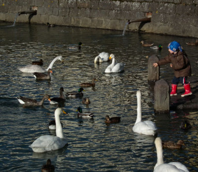 Feeding the ducks geese and swans City Pond Reykjavik geothermally heated water 