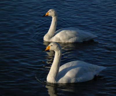 Two Whooper swans_Pond Reykjavik some of these birds no longer migrate from this warmed water with abundant food