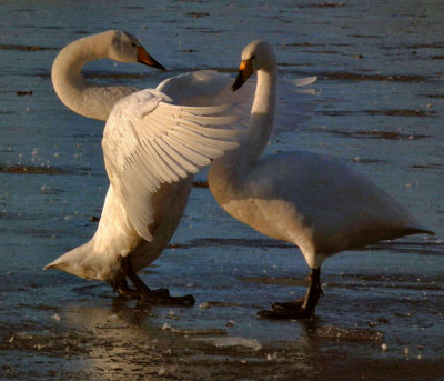 Whooper swan displaying