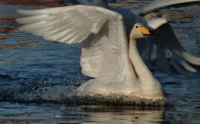 Whooper swan landing on City Pond Reykjavik 