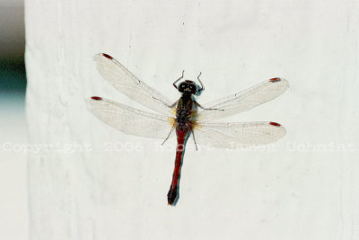 Red Rockdweller Dragonfly