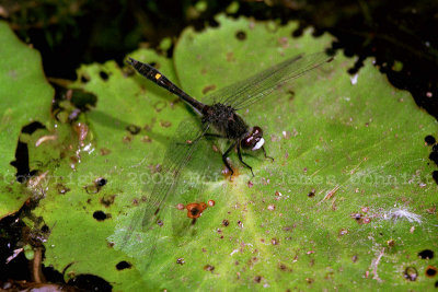 Dot Tailed White Faced Dragonfly 98