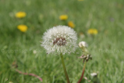 dandelion.JPG