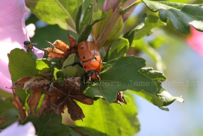 Spotted Grapvine Beetle