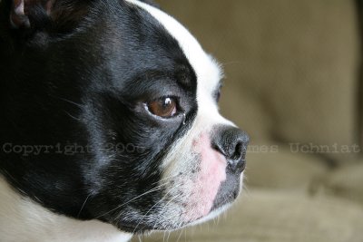 Artie The Boston Terrier