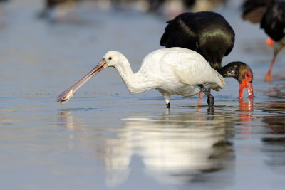 Spoonbill