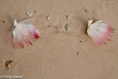 Blossom fallen onto the sand