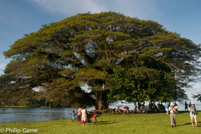 Rain tree at the Kukudu SDA village, where our party landed. 