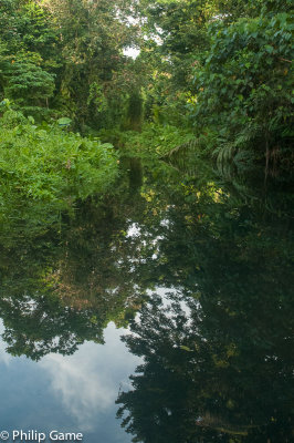 Mangrove-lined waterways