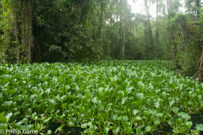 Water hyacinth infestation blocks a channel