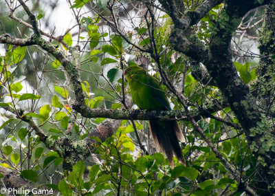 Endemic Green Parrot