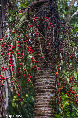 Endemic Niau palm bearing fruit