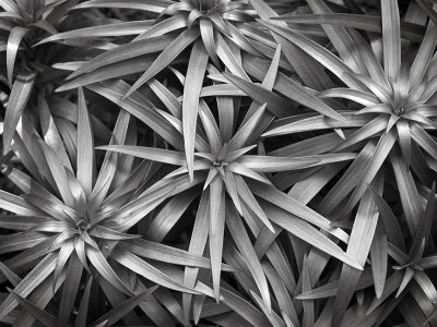 Lilium