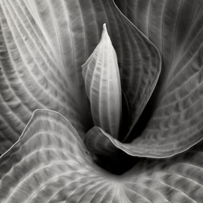 Plantain Lily 1