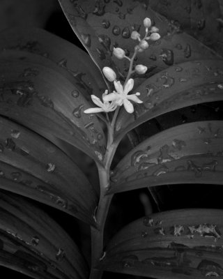 False Solomon's Seal 1