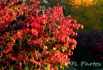 Day 21: Flaming Bush, First Light