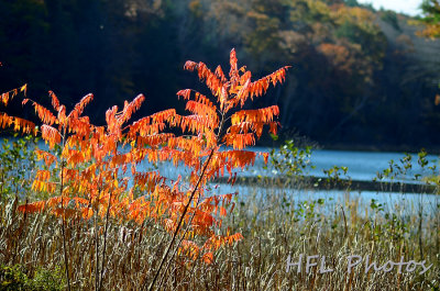 Day 23: Autumn on Display, Lake Bray, MA
