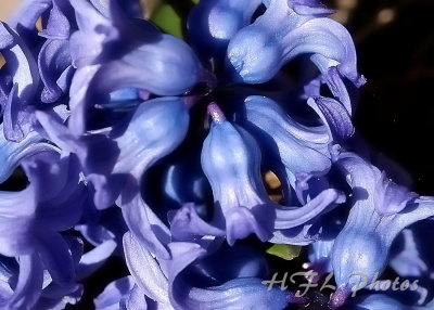 D1h 2 20130424 404 Hyacinth Shots.JPG