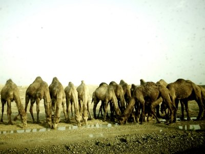 camel bar