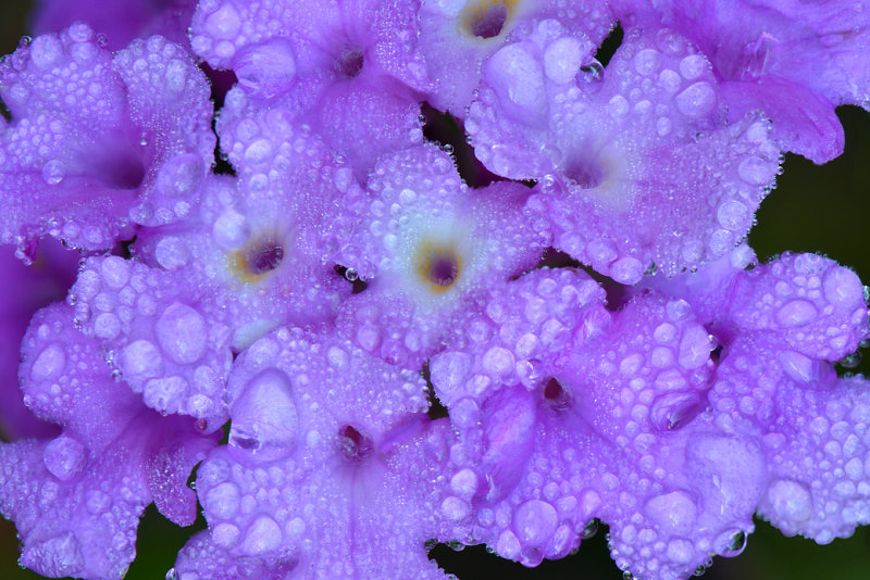 Dew Drop Lantana 3.jpg