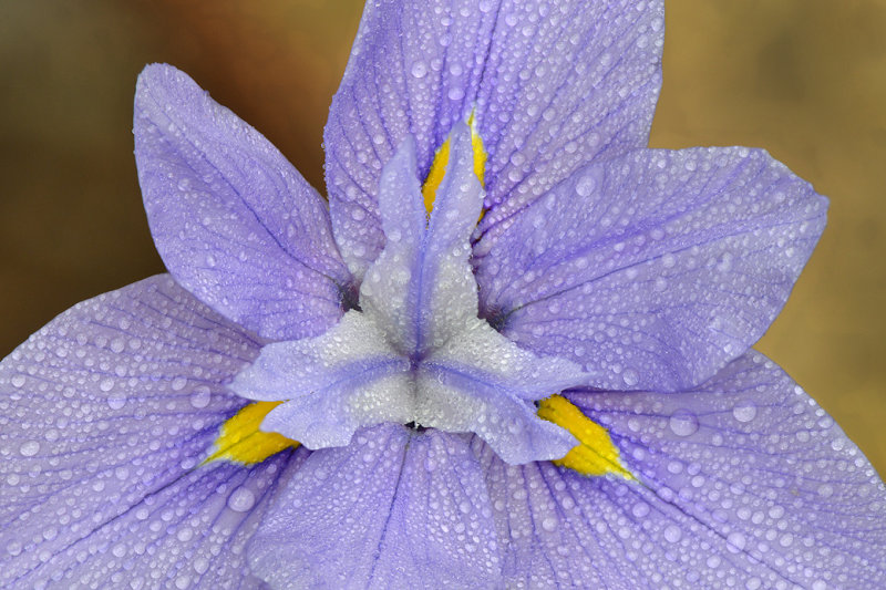 AZ - Rocky Mountain Iris.jpg