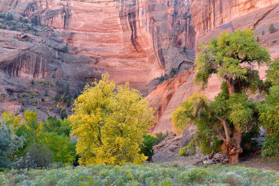 AZ - Canyon de Chelly - Canyon Floor 2.jpg