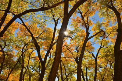 AZ - Canyon de Chelly - Treescape 2.jpg