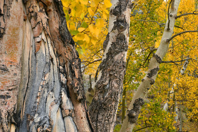 Eastern Sierras - Bishop Creek Canyon Fall Colors 1.jpg