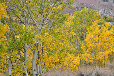 Eastern Sierras - Bishop Creek Canyon Fall Colors 10.jpg