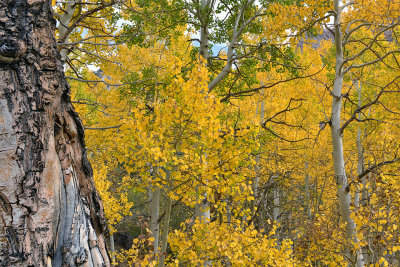 CA - Eastern Sierras - Bishop Creek Canyon Fall Colors 2.jpg