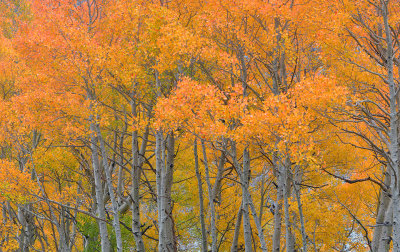 Eastern Sierras - Bishop Creek Canyon Fall Colors 4.jpg
