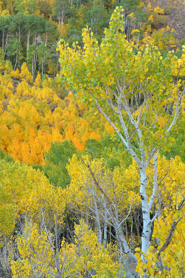 Eastern Sierras - Bishop Creek Canyon Fall Colors 5.jpg