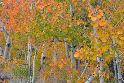 Eastern Sierras - Bishop Creek Canyon Fall Colors 6.jpg