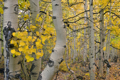 Eastern Sierras - Bishop Creek Canyon Fall Colors 8.jpg