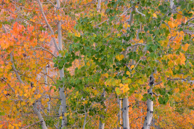Eastern Sierras - Bishop Creek Canyon Fall Colors 9.jpg