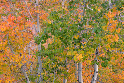 Eastern Sierras - Bishop Creek Canyon Fall Colors 9.jpg