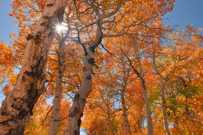 Eastern Sierras - Virginia Canyon Treescapes 12.jpg