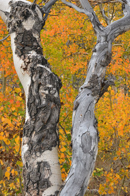 Eastern Sierras - Virginia Canyon Treescapes 7.jpg