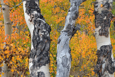 CA - Eastern Sierras - Virginia Canyon Treescapes 8.jpg