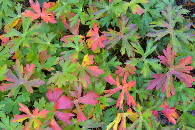 Grand Canyon NP - North Rim Fall Colored Ground Cover.jpg