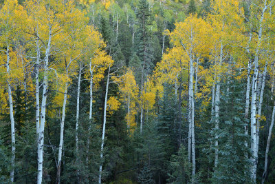 Grand Canyon NP - North Rim Treescape 2.jpg