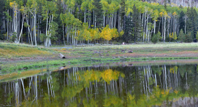 Locketts Meadow - Aspen Reflection.jpg