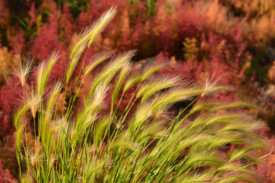 Locketts Meadow - Grass Textures.jpg
