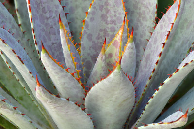 AZ - Agave 1.jpg