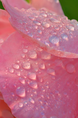 Dew Drop Rose 1.jpg